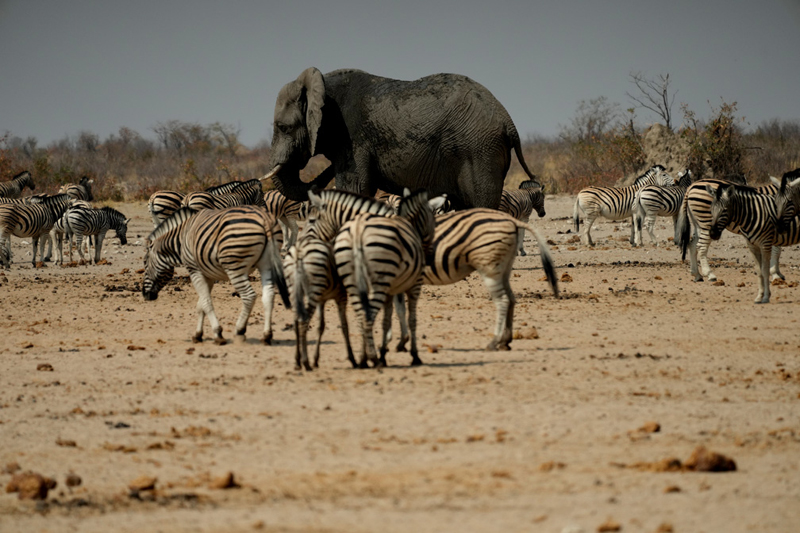 Elephants and zebra are often seen around Dolomite Resort Etosha National Park