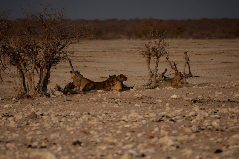 Lions close to Dolomite Resort Etosha National Park