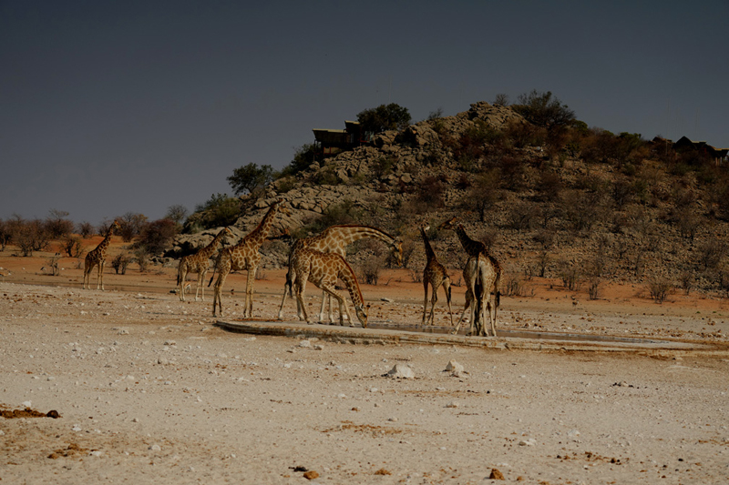 Giraffe in front of Deluxe Chalet at Dolomite Resort Etosha National Park