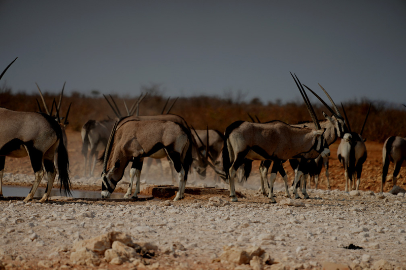 Oryx to be seen on self-drive game drive around Dolomite Resort Etosha National Park