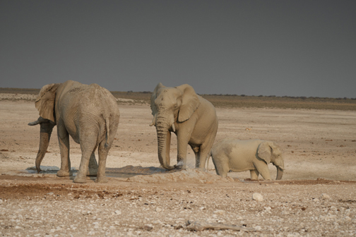 Massive elephants to be seen on game drive from Dolomite Resort Etosha National Park