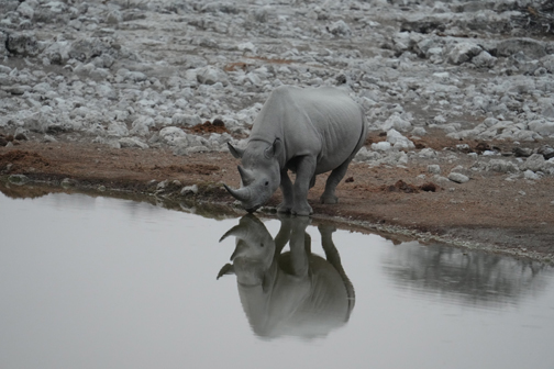 Rhino to be seen during game drive from Dolomite Resort Etosha National Park