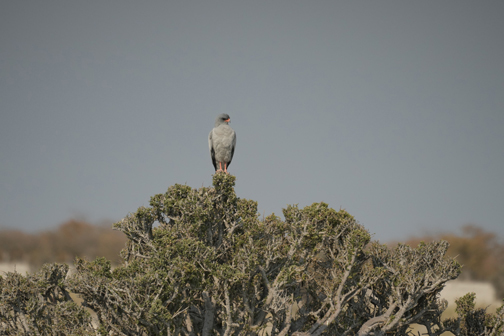 Numerous species of birds to be seen near Dolomite Resort Etosha National Park