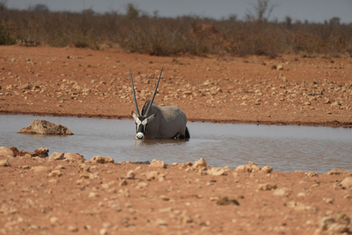 Oryx in waterhole at Dolomite Resort Etosha National Park